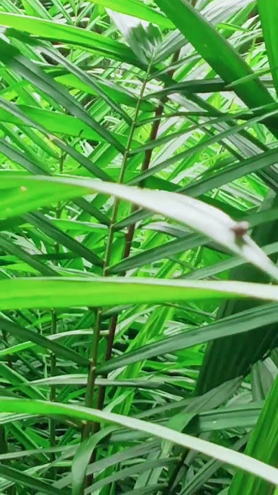 Burung suara unik#shorts