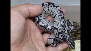 Double Het VPI Axanthic/Clown Clutch #2.