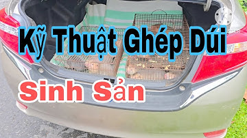 Kỹ Thuật Cơ Bản Khi Ghép Dúi Không Phải Ai Cũng Biết / CHUỘT TRE 4.0