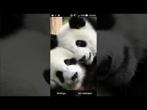 Wallpaper Seluler Lucu Panda