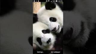 live wallpaper panda screenshot 2