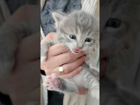 Gerçek kedi sesi yavru kedi sesi #keşfet #cute #cat