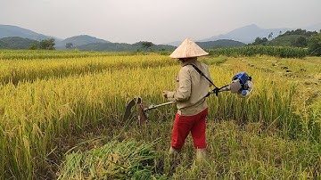 DÙNG MÁY CẮT CỎ GẶT LÚA - NĂNG XUẤT  BẰNG 10 NGƯỜI GẶT | Cói Lalin