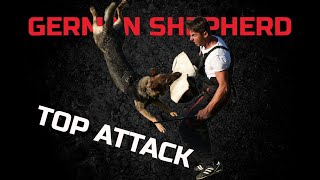 German shepherd in schutzhund  protection training !!! by Viorel Scinteie Modern Dog Training 3,429 views 4 years ago 23 seconds