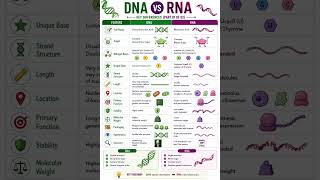 Difference Between DNA and RNA Explained Simply #biology  #biodecode