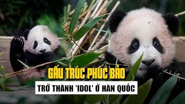 Gấu trúc Phúc Bảo vì sao trở thành 