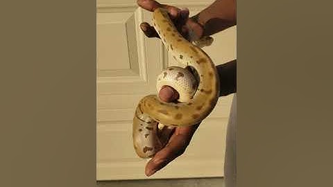 Handling/Building Trust