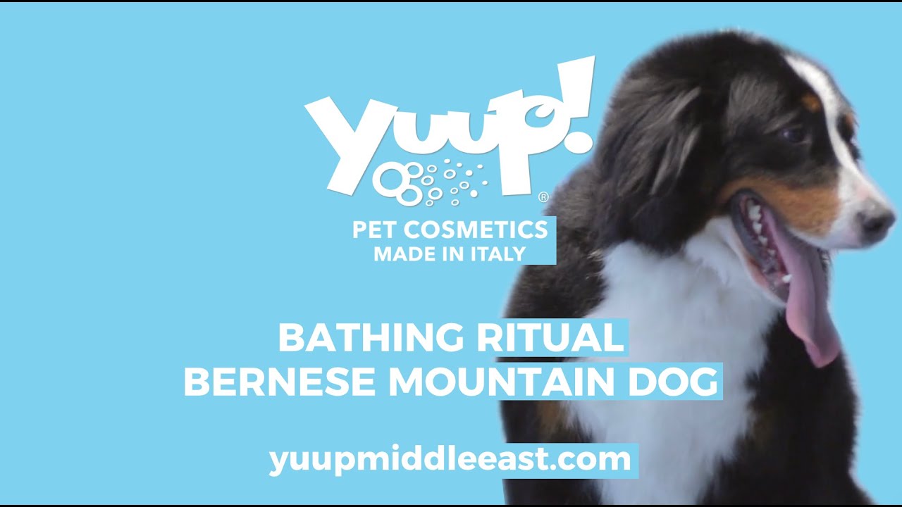 Yuup! Professional Grooming Bathing Ritual Bernese Mountain Dog best -shampoos, conditioner & sprays