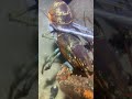 #diving #crab #catchthesea #seaside #seafood #fish #eel #lobster #seangsolofishing