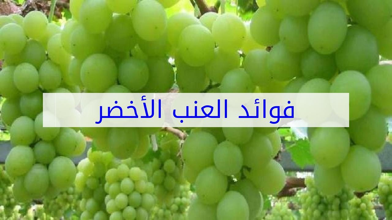 العنب الأخضر فوائد أهم فوائد