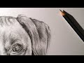Drawing Process: Fletcher the dog Illustration by Pet Portraits Toronto