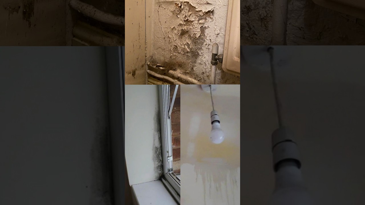 Could WRONG home maintenance be making your house damp and mouldy?  