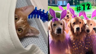 Funniest animals 😄 New funny cats and dogs videos😹🐕№72