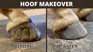 Buffing the Hoof Wall to Remove Super Glue and Trimming Hooves