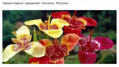 Тигридия. Агротехника выращивания тигридии в открытом грунте