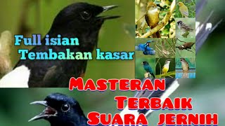 masteran murai batu suara jernih