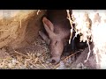 Cute Aardvark Snuffles In His Sleep | Earth Unplugged