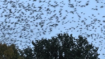 Spreeuwen boven Tilburg