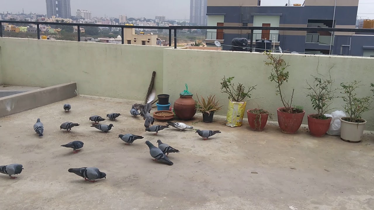 Bangalore pigeons 2 YouTube