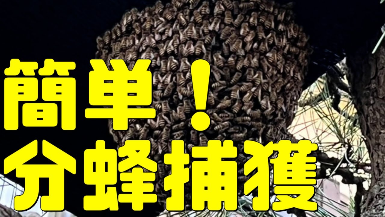 簡単！分蜂捕獲１３分で取り込む【日本ミツバチ庭先養蜂】【自然養蜂家】【か式養蜂】【庭先養蜂】【週末養蜂】