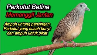 Perkutut betina memanggil