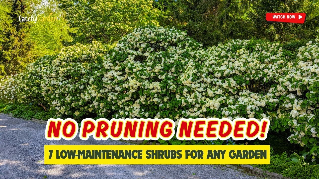 🚫 NO PRUNING Needed! 7 Must-Have Low-Maintenance Shrubs for Your Garden! 🌼🌺🌱