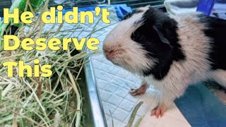 Severely Neglected Guinea Pig Rescued From Animal Shelter Part 1 😢