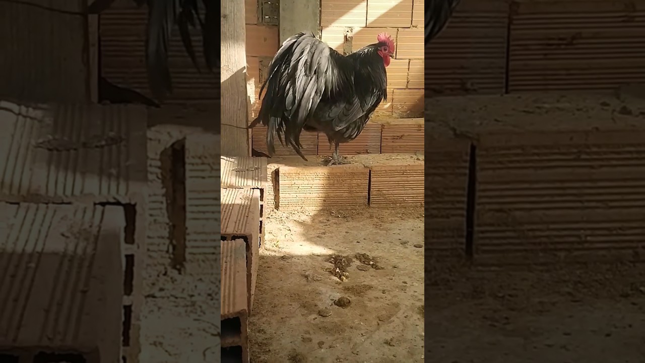 blue Australorp chickens 🥰 