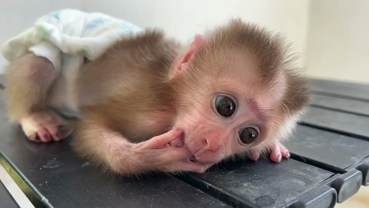 Time Get Milk to Little Girl😍😍