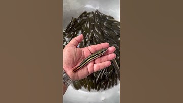 Cá lóc bông giống #cá_giống #trại_cá_giống_út_me #mientay 0909770509