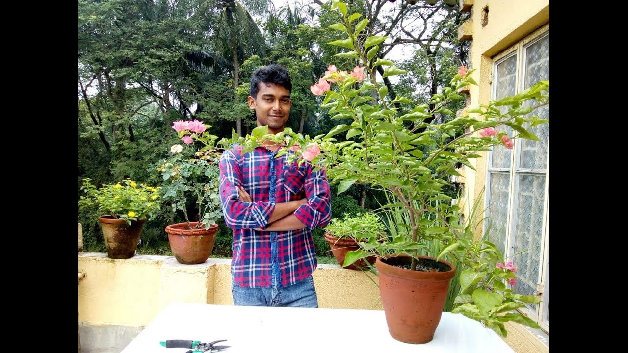 বুগেনভেলিয়া গাছ থেকে নূতন করে প্রচুর ফুল পাবার উপায় ।