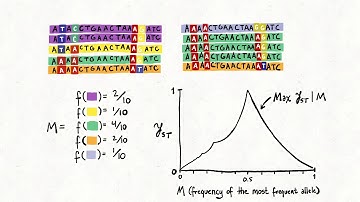 The Relationship Between Haplotype-Based FST and Haplotype Length