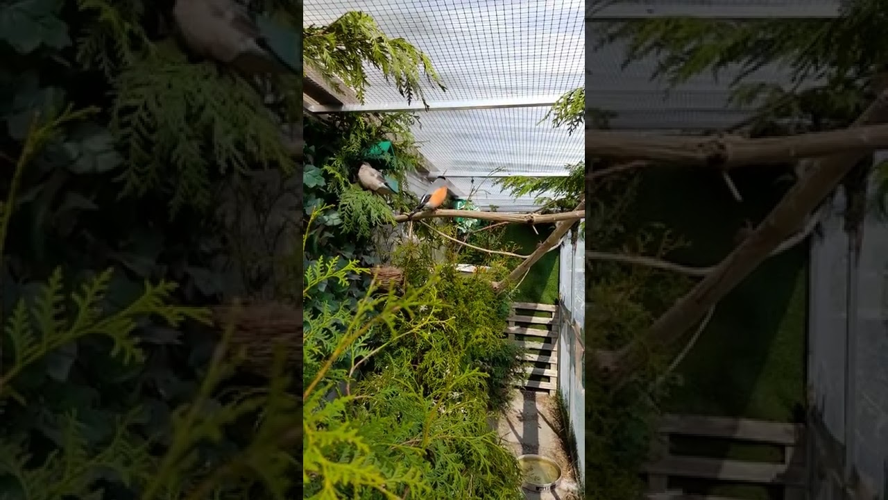 Balcan bullfinch got also nest now