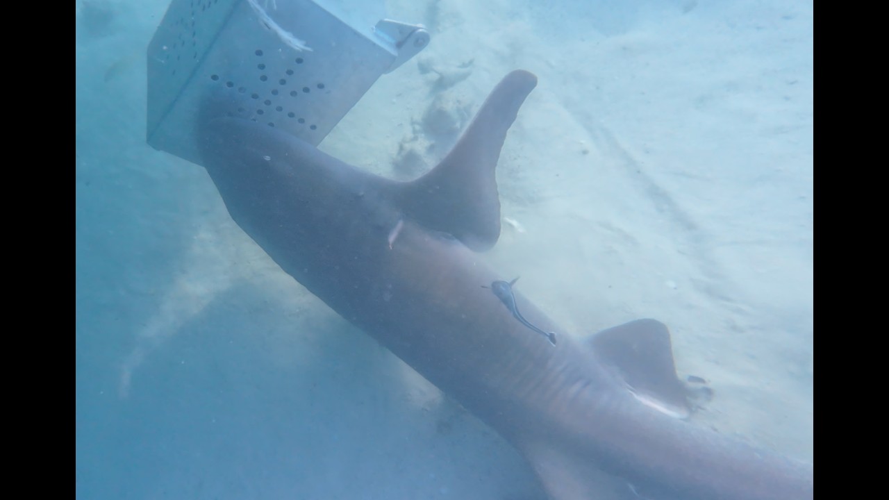 Bull shark and Nurse shark