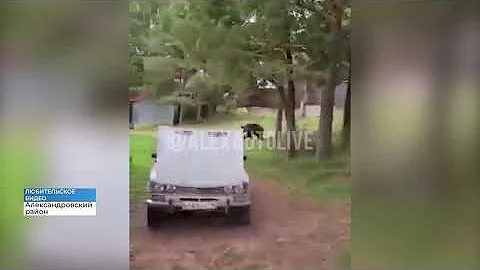 В поселке Владимирской области заметили взрослого бурого медведя (2021 09 09)
