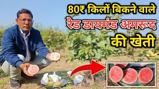80₹ किलो बिकने वाले रेड डायमंड अमरूद की खेती// Red Diamond Guava Farming in india
