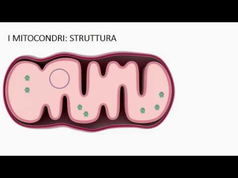 I mitocondri e cloroplasti