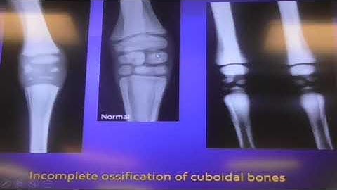 Equine Musculoskeletal  Angular limb, Flexural limb deformities