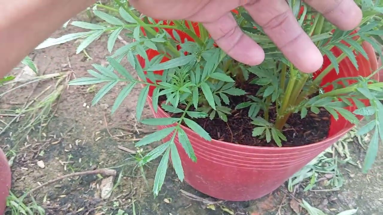 Cập Nhật Nụ Hoa Vạn Thọ Ngày 7/12