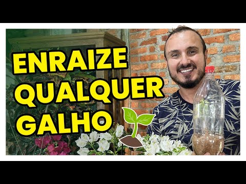 Vídeo: Métodos de Propagação de Amsônia - Como Propagar Flores de Amsônia