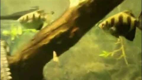 Thú Chơi Nuôi Cá rồng Chung Với Cá Sấu - Thiên Đường Cá cảnh