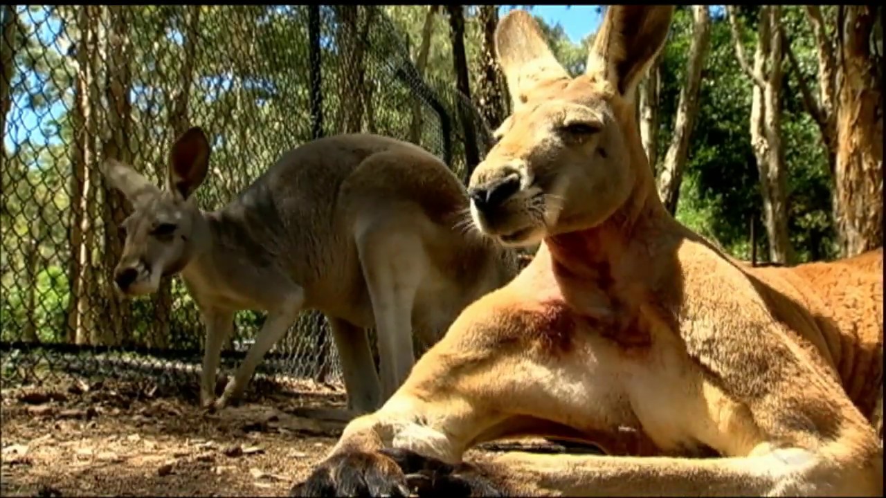 Menu exótico: restaurante australiano serve carne de crocodilo e até de canguru