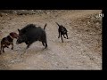 YABAN DOMUZU KÖPEKLERE KARŞI  / Boar vs. Dogs