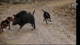YABAN DOMUZU KÖPEKLERE KARŞI  / Boar vs. Dogs