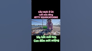 🇦🇺#shorts CÂU MỰC ỐNG ở Úc: mẹ bắt mỏi tay- con đếm mỏi miệng #squidfishing #squid #câucá