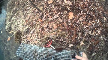 Cage Trapping Muskrats with Comstock Cages