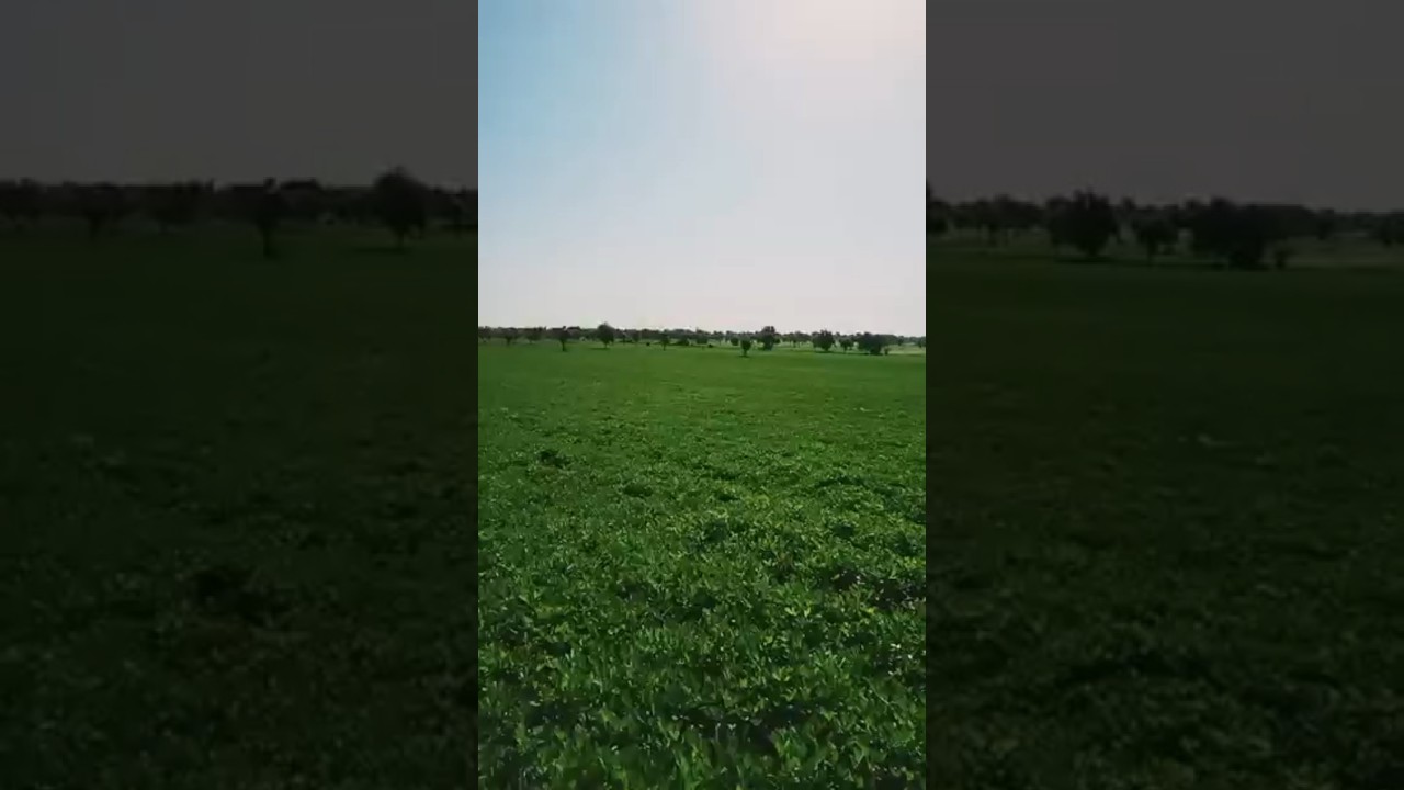 Mungfali Ki Kheti || Peanuts farming ||गर्मी में मूंगफली की खेती 