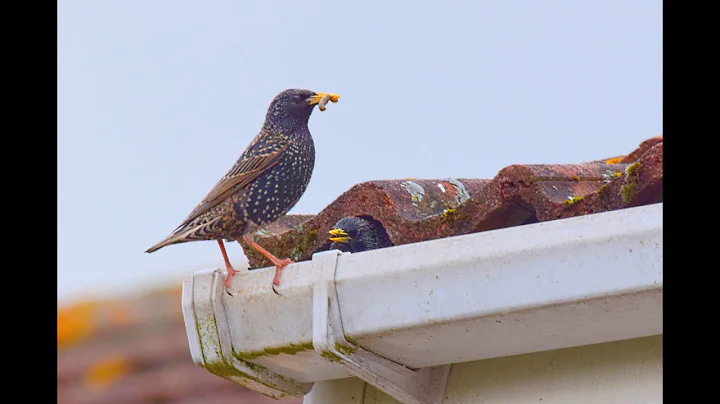 Tips to Keep Birds from Roosting on Your Home