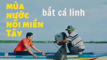 Đổ Dớn Bắt Cá Linh Đầu Mùa Nước Nổi| Viet Nam Discovery Channel