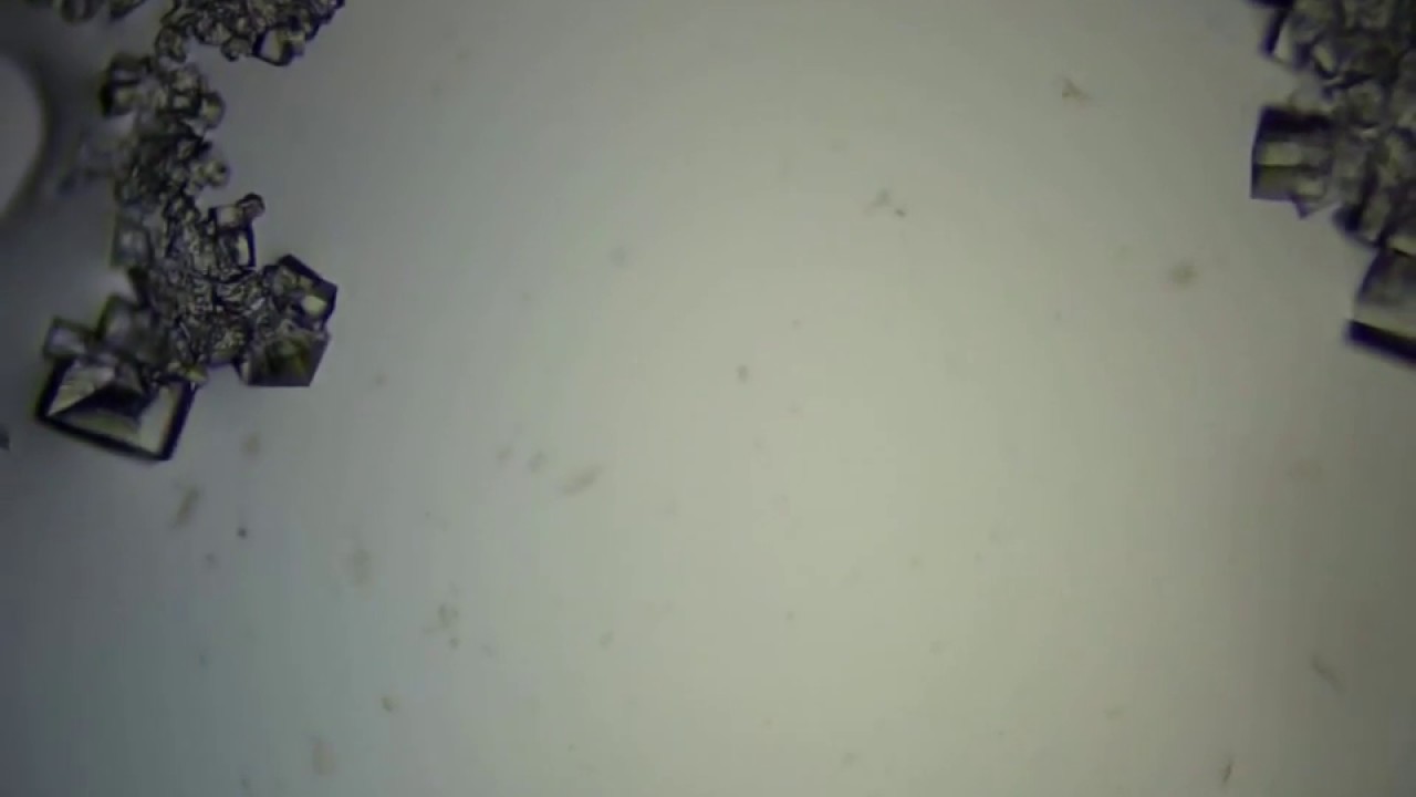 Salt Crystals forming as water evaporates. 48x speed - YouTube
